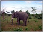 foto Parco nazionale del Chobe